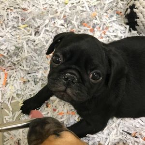 Meet your Posher, Cassidy